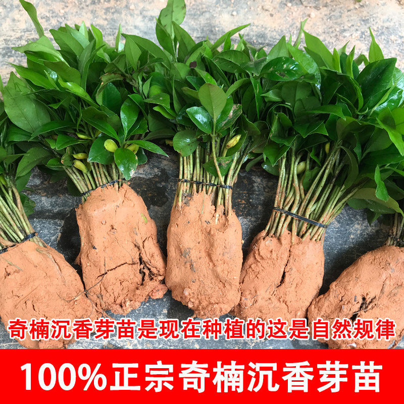 奇楠沉香幼苗沉香芽苗绿奇楠小苗桌面绿植