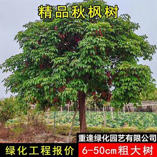 秋枫树苗重阳木树红桐茄冬树苗名贵苗木药材树苗抗风绿化四季常绿