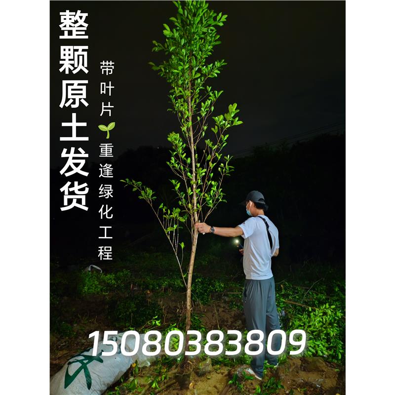 榕树小叶榕正宗原生实子苗带原土叶片气根榕独木成林四季常青绿植