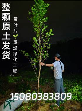 榕树小叶榕正宗原生实子苗带原土叶片气根榕独木成林四季常青绿植