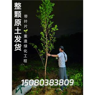 榕树小叶榕正宗原生实子苗带原土叶片气根榕独木成林四季常青绿植