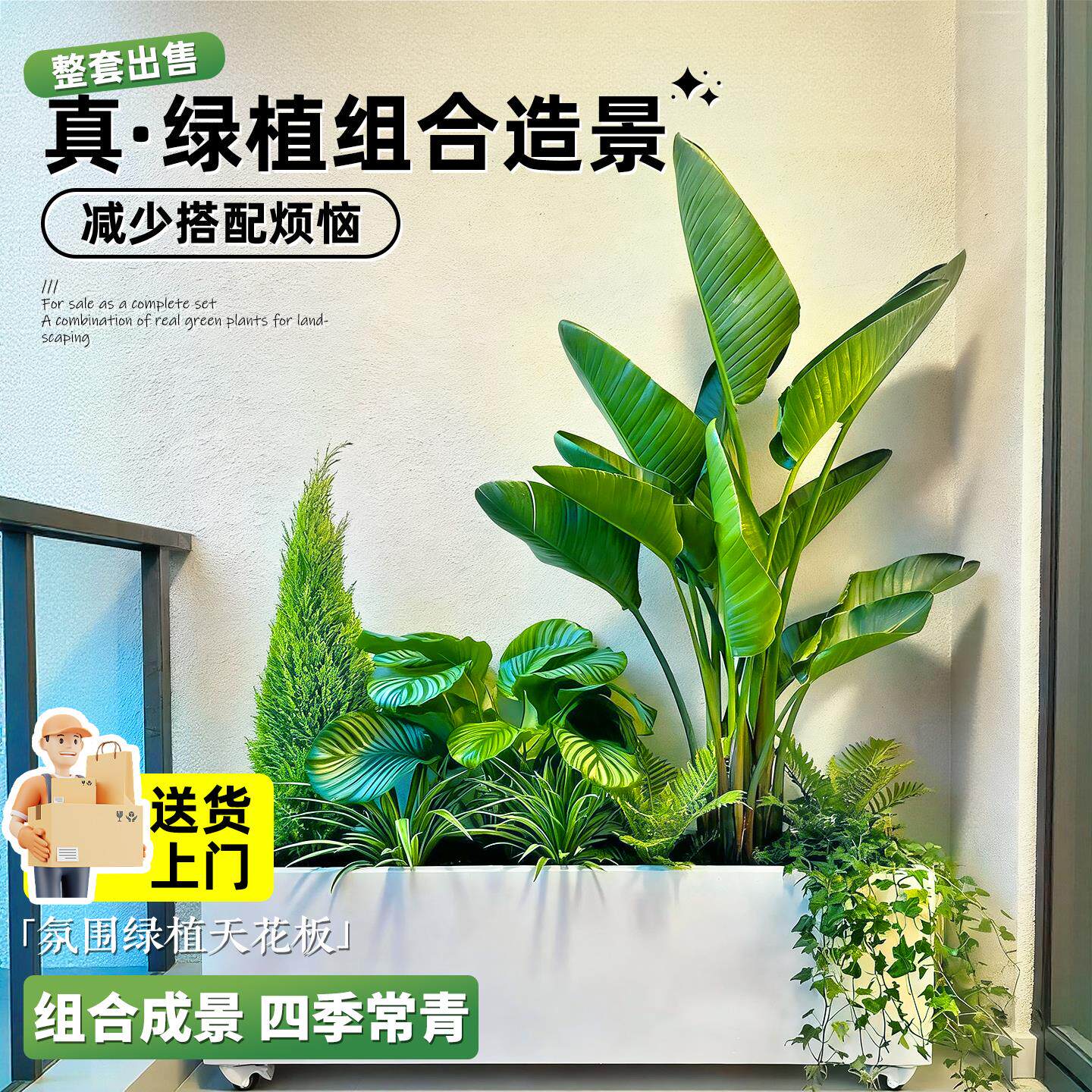 大型绿植成品组合盆栽大号盆景室内客厅大型真树阳台玄关隔断造景
