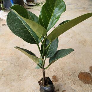 大叶榕树苗高山榕苗四季常青耐寒榕树观赏名贵盆景苗室内盆栽绿植