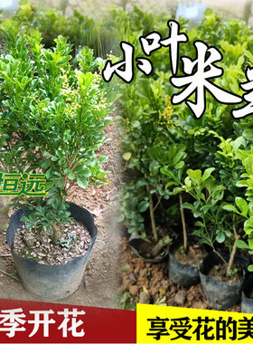 米兰花盆栽米兰花苗四季开花米仔兰小叶米兰盆景室内阳台庭院绿植
