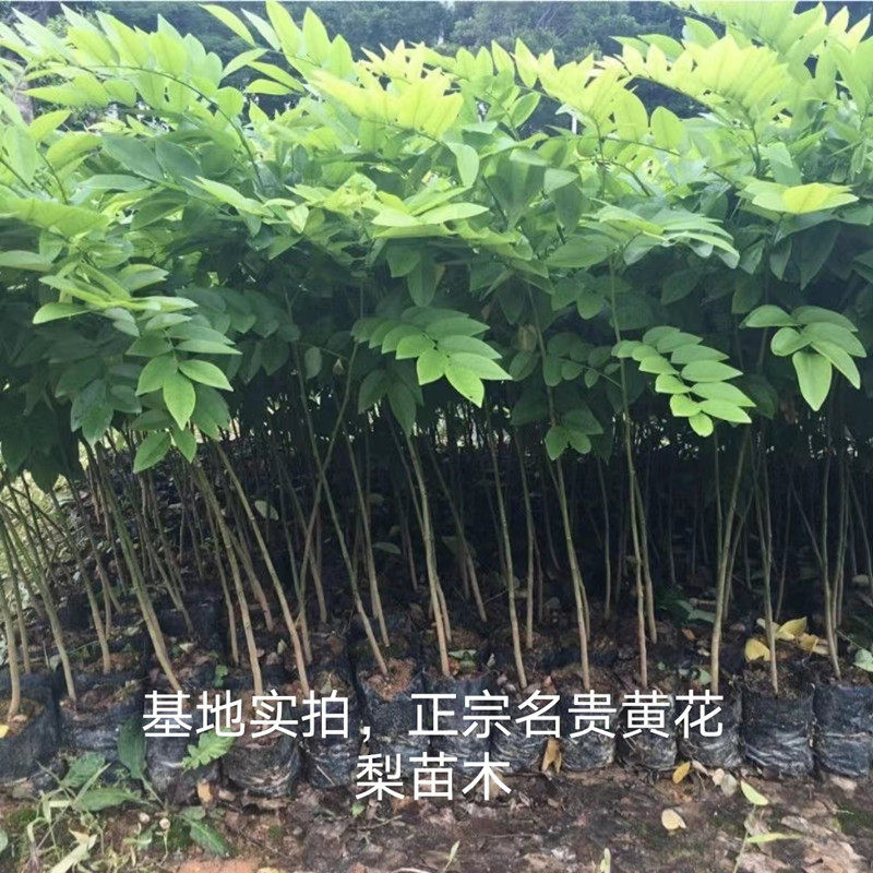 海南黄花梨树苗正宗名贵苗木降香