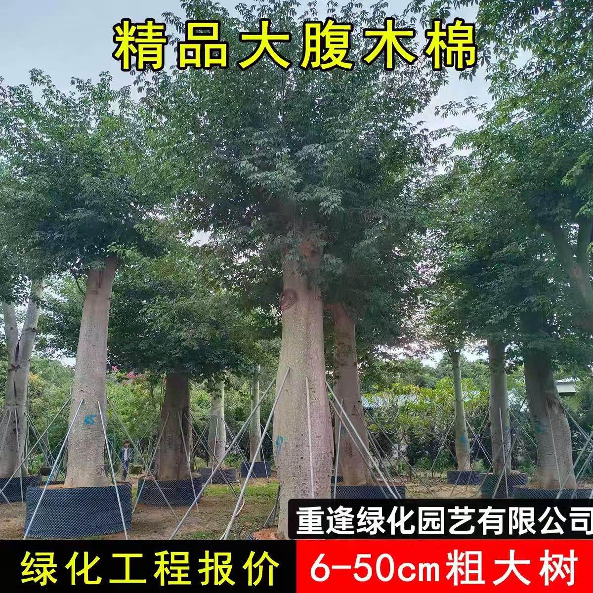 大腹木棉树苗美丽异木棉树苗庭院花树公园绿化风景树花卉植物地栽
