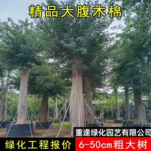 大腹木棉树苗美丽异木棉树苗庭院花树公园绿化风景树花卉植物地栽
