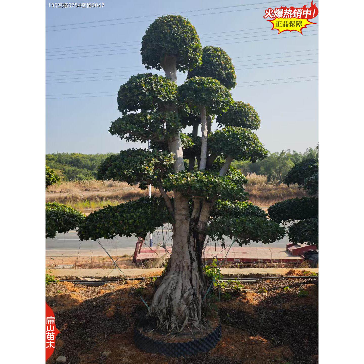 四季不落叶榕树 正宗小叶榕树苗 行道树细叶榕苗耐寒风景树苗庭院