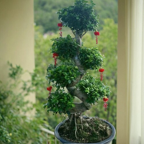 金钱榕盆栽绿植花卉老桩造型 s弯摇钱树观赏植物小叶人参榕树盆景