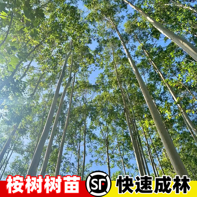 广西桉树苗盆栽巨桉广林9号速生桉树苗大叶29号绿化树苗四季常青