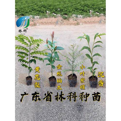 名贵苗木金丝楠木树苗正宗奇楠沉香珍稀小叶紫檀海南黄花梨苗酸枝