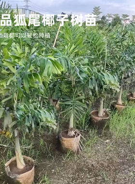 澳大利亚狐尾椰子树苗大型盆栽棕榈科观叶植物海南四季绿化风景树