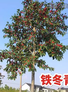 万紫千红铁冬青树苗四季常青植物盆栽别墅庭院室外绿化风景树绿