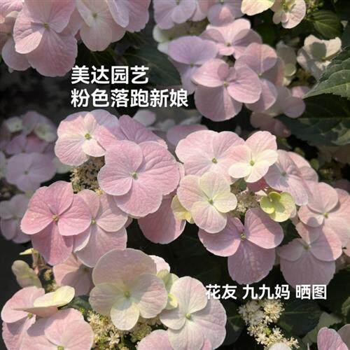 包对版进口绣球 白色 粉色落跑新娘 垂吊爬藤小苗中大苗