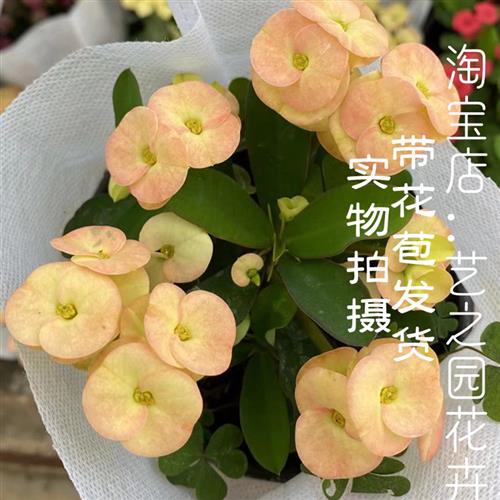 虎刺梅盆栽铁海棠大花大叶好养易活 阳台庭院耐晒耐热四季花卉