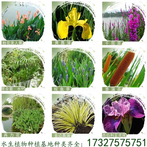 水生植物种植基地黄花菖蒲水培花叶美人蕉庭院浮岛芦苇鸢尾香蒲
