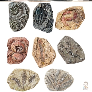 匹诺考古挖掘玩具古生物化石儿童手工diy菊石三叶虫恐龙蛋模型8