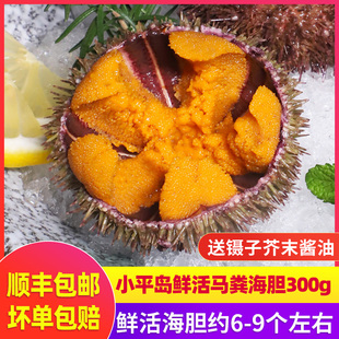 马粪海胆鲜活即食小平岛大连海鲜鲜活海胆新鲜水产刺身生鲜