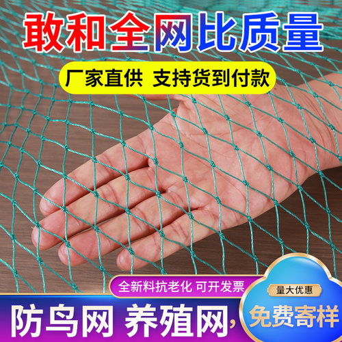防鸟网果园果树大棚尼龙线樱桃树葡萄园鱼塘用天网养殖网防护围网