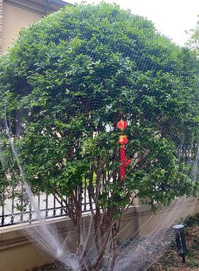 家用果树防鸟网嘉宝果树网枇杷树樱桃树防鸟用的网果树防鸟丝网罩