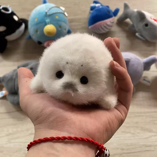海豹玩偶挂件托卡熊正品海洋古法