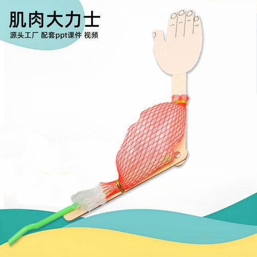 儿童科学实验肌肉大力士steam教育小学物理化学小实验科技小制作