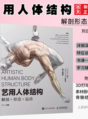 艺用人体结构解剖形态运动