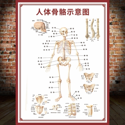 人体骨骼图挂图器官内脏结构海报脊柱图解肌肉分布解剖图挂画1926