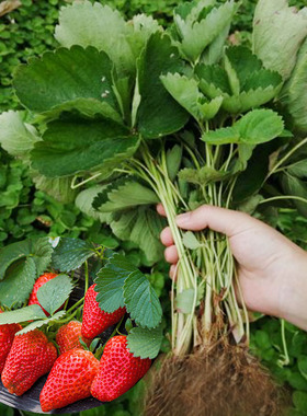 脱毒四季草莓苗南北方阳台种植果树苗奶油草莓种苗秧盆栽当年结果