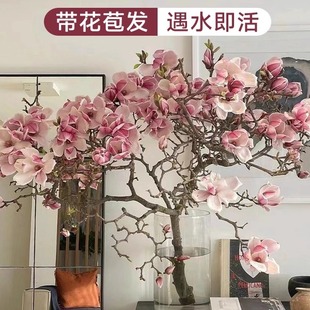 白玉兰花带花苞水培植物干枝鲜切鲜枝室内桌面绿植懒人好养活花卉