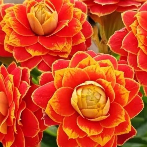 稀有长寿花金狐狸盆栽重瓣