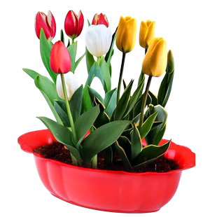 5颗郁金香种球水培花卉植物室内盆栽花卉花苗四季开花种子好养活