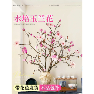 水培紫玉兰花束盆栽室内玉兰鲜花装饰花卉粉色带花苞好养耐寒植物