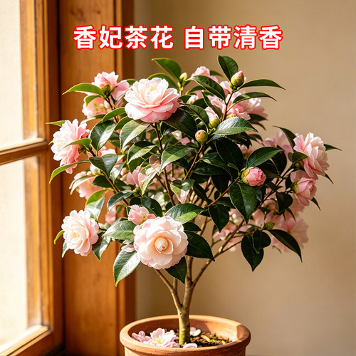 茶花树苗四季香妃开花卉盆栽易活山茶花带花苞特大号庭院耐寒耐冬