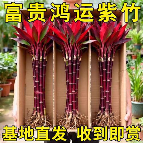带根紫竹鸿运当头富贵水培