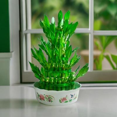 节高富贵竹水养塔培植物盆