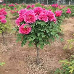 牡丹花苗盆栽大苗庭院地栽阳台洛阳牡丹花花卉大花花卉牡丹花树苗