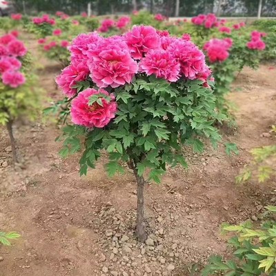 牡丹花苗盆栽大庭院地阳台