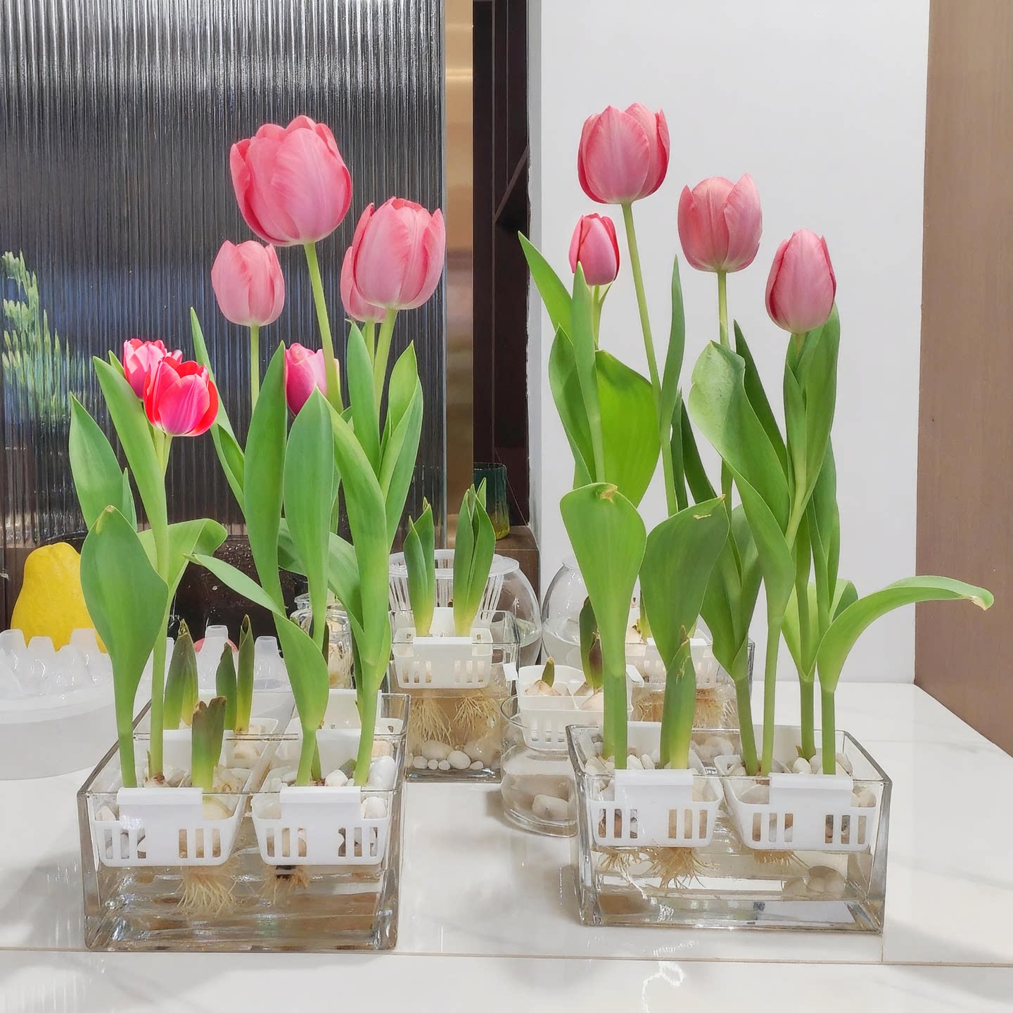 郁金香种球荷兰进口冬季耐寒室内外庭院花卉种子水培植物盆栽大球