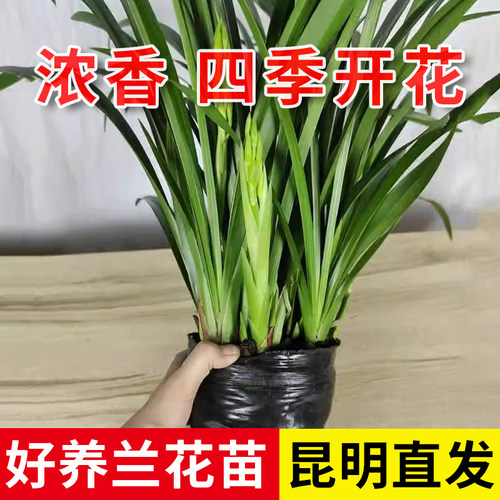 云南直发兰花建黄金小神童