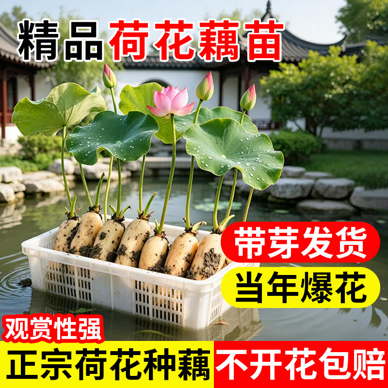 荷花种根苗盆栽水养观赏荷花种藕苗碗莲花种籽子水培植物室内好养