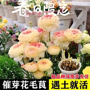 进口花毛茛种球洋牡丹花苗花种子室内外庭院多季开花盆栽花卉植物