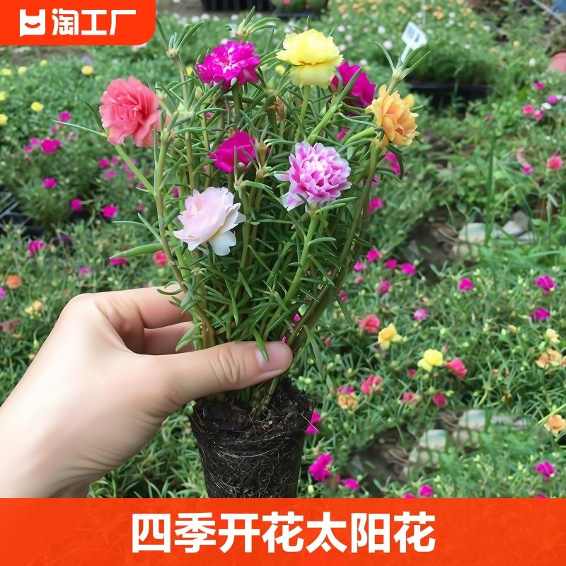 重瓣太阳花苗盆栽大庭院室
