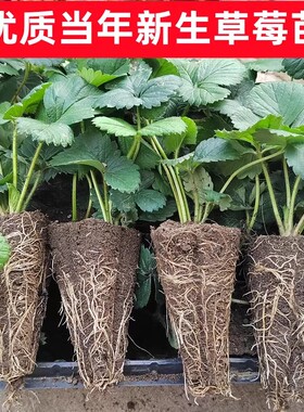 四季草莓苗奶油草莓秧脱毒红颜草莓苗盆栽带土穴盘苗阳台当年结果