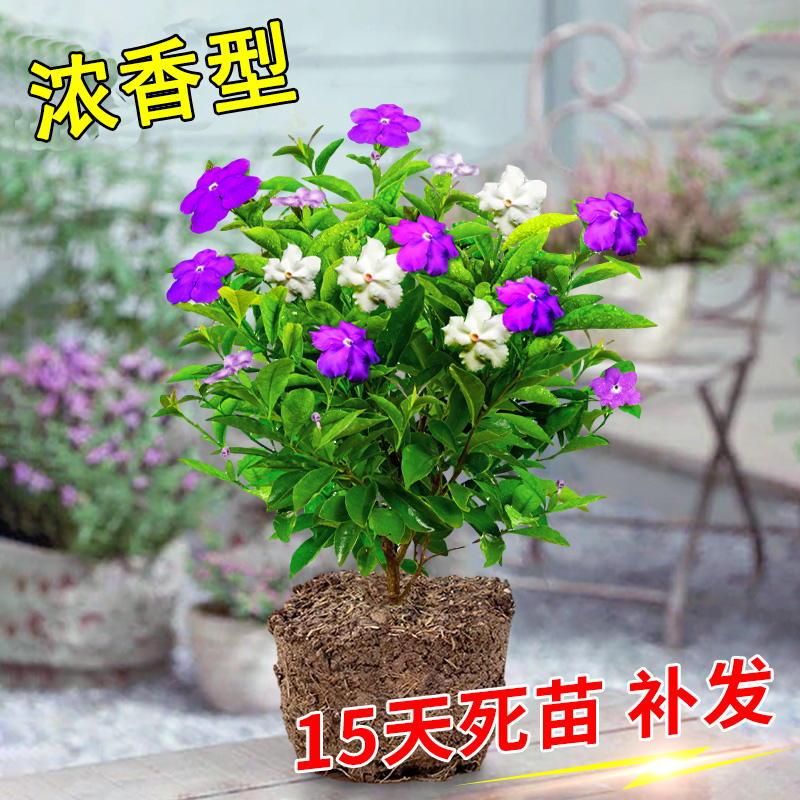 鸳鸯茉莉花盆栽浓香型植物室内庭院四季易活绿植花卉双色茉莉花苗