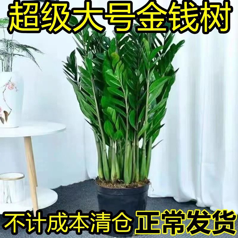 金钱树盆栽植物室内花卉客
