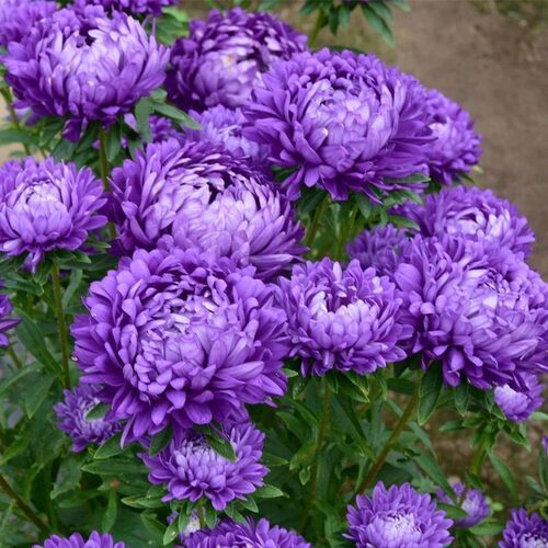 重瓣芍药花苗庭院卉易