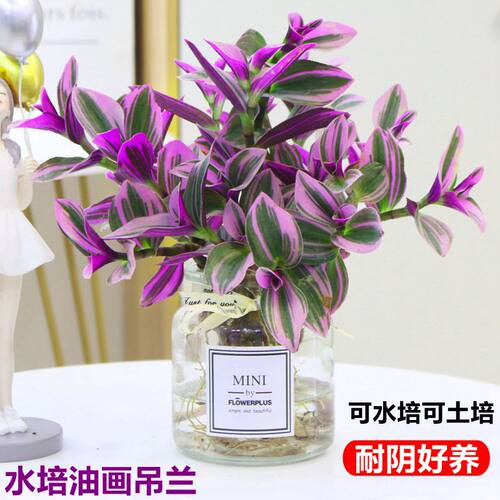 油画婚礼吊兰水培植物室内