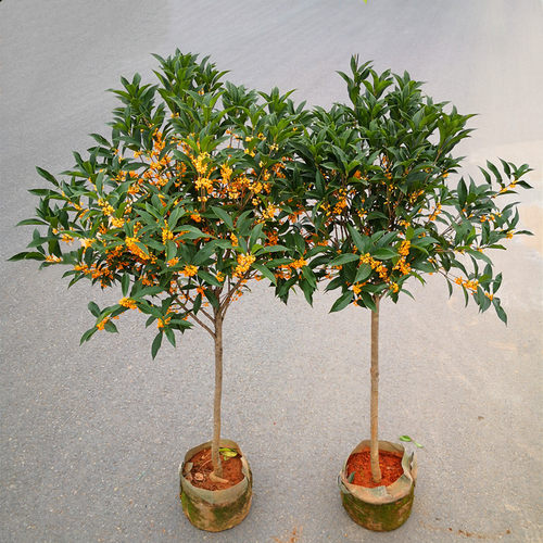 原生桂花树苗地栽四季天香台