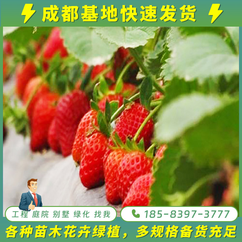 成都本地草莓苗子巧克力草莓家庭种植带花带果发货阳台露天地栽苗